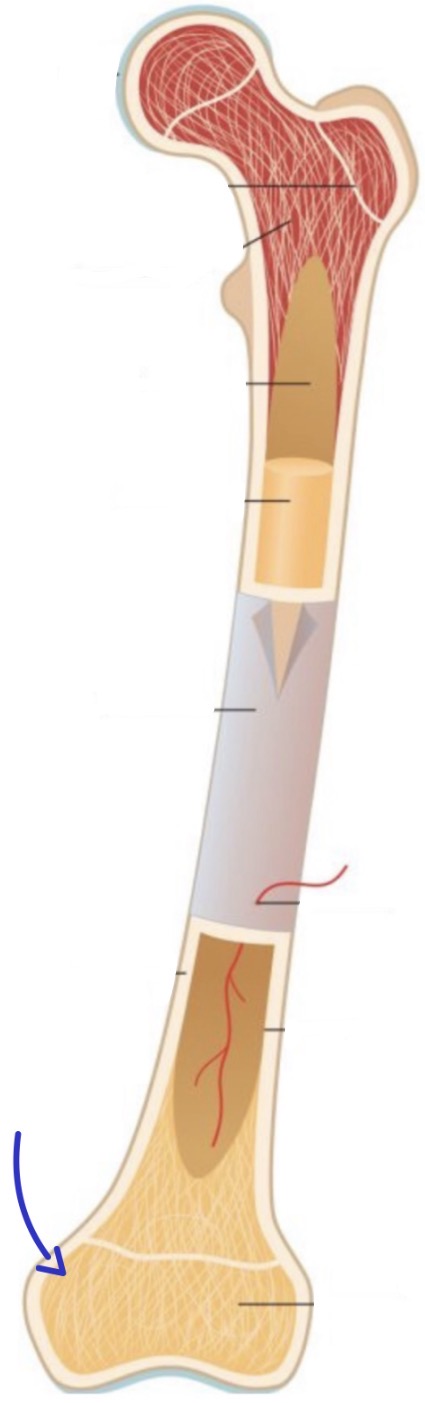 <p><strong>Name the following</strong></p>