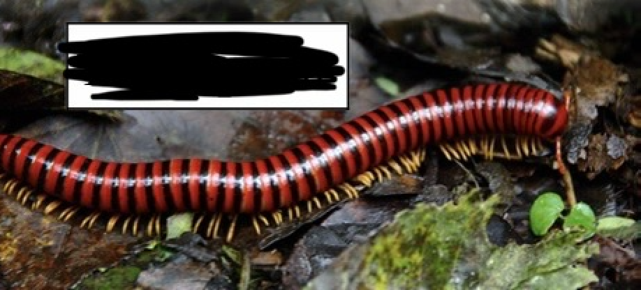<p>What arthropoda subphylum is this in?</p>