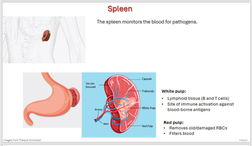 <p><strong>The spleen monitors the blood for pathogens.</strong></p><p></p><p><strong>White pulp:</strong></p><ul><li><p>Lymphoid tissue (B and T cells)</p></li><li><p>Site of immune activation against blood-borne antigens</p></li></ul><p></p><p><strong>Red pulp:</strong></p><ul><li><p>Removes old/damaged RBCs</p></li><li><p>Filters blood</p></li></ul><p></p><p></p>