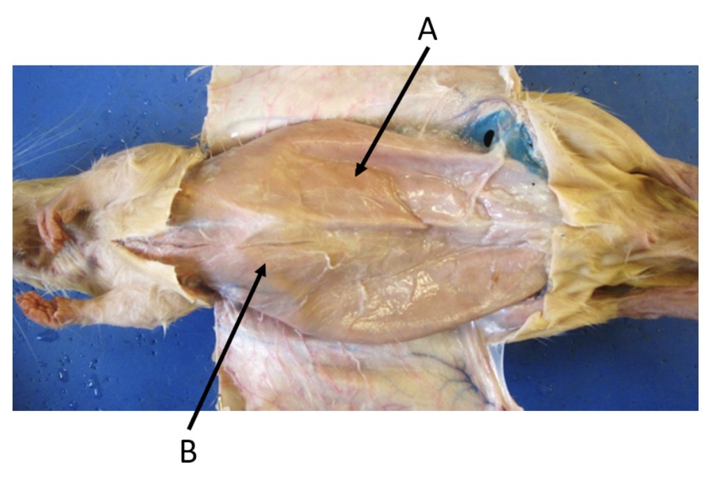 <p>name skeletal muscle b</p>