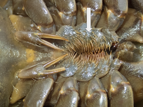 <p><span>What is the name of the spiny structures at the base of the legs of horseshoe crabs, Function?</span></p>