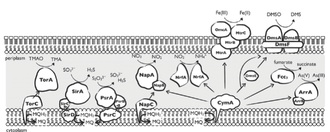 <p>gram -, rxns in periplasm</p><p>uses cym A: transfers e- to various e- acceptors</p><p>some e- acceptors are outside the cell: iron reductase and dmso (prevents toxic byproducts)</p>