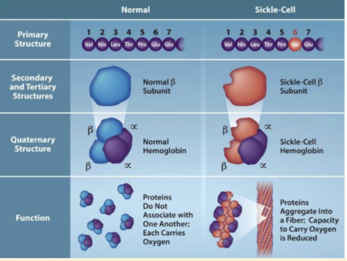 <ul><li><p><span style="background-color: transparent;"> can change function of proteins</span></p><ul><li><p>ex: sickle cell → changes function </p></li></ul></li></ul><p></p>