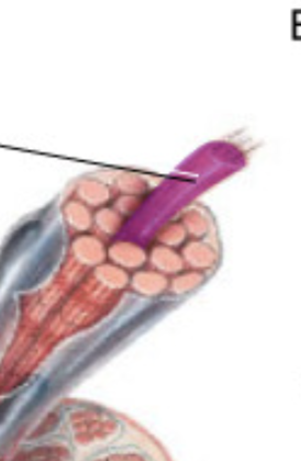 <p>microscopic protein filaments that make up muscle cells.</p>