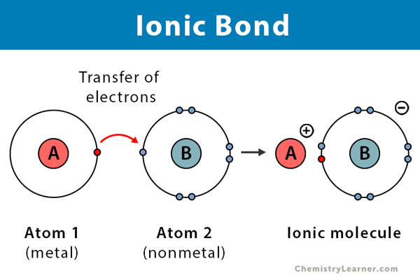 <ul><li><p>Ionic bonds: Bonds that occur between metal and non-metals</p></li><li><p>The metal atom transfers one or more electrons to the non-metal atom</p></li><li><p>The metal becomes a positive ion (cation); the non-metal becomes a negative ion (anion)</p></li><li><p>The oppositely charged ions are held together by strong electrostatic attraction</p></li></ul><p></p>