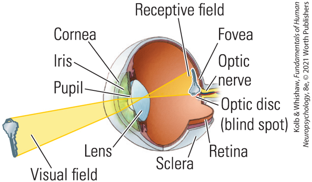 <p><span><strong>Anatomy of the Eye</strong></span></p>