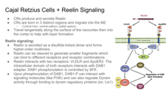 <p>1) Reelin is expressed in Cajal-Rezius cells in superficial layer of the cortex</p><p>2) Reelin binds to ApoER2 and VLDLR resulting in phosphorylation and ubiquitinylation of Dab1 leading to degredation and inhibition of migration/cells stop moving </p><p>(activation of Dab1 promotes migration)</p><p>3) Reelin can trigger differnet types of signal molecules downstream leading to other affects than migration inhibition like dendrite and spine development and synaptic function</p>