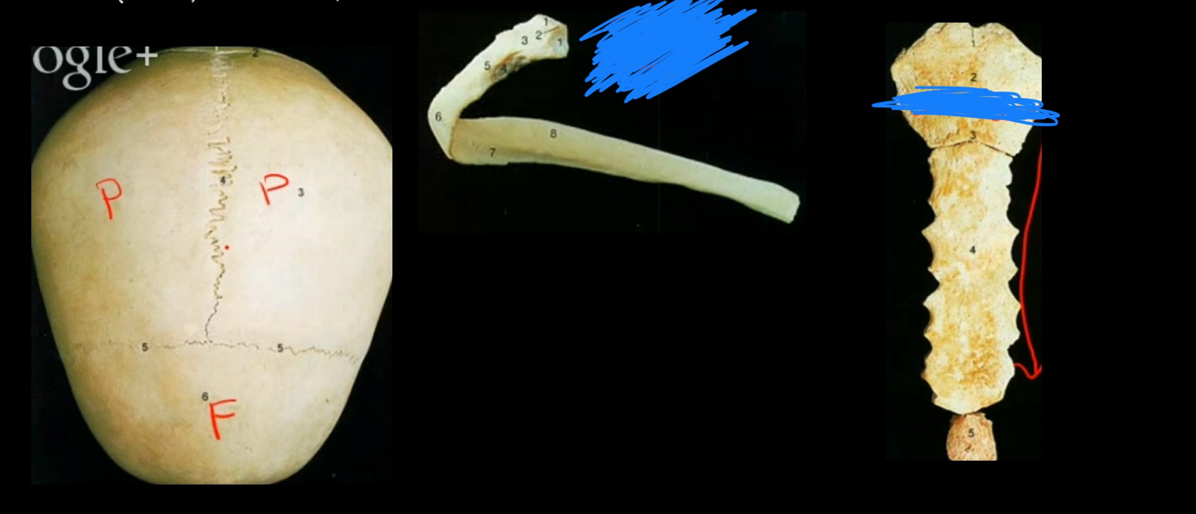 <p>These bones are thin, flat, and carved</p>