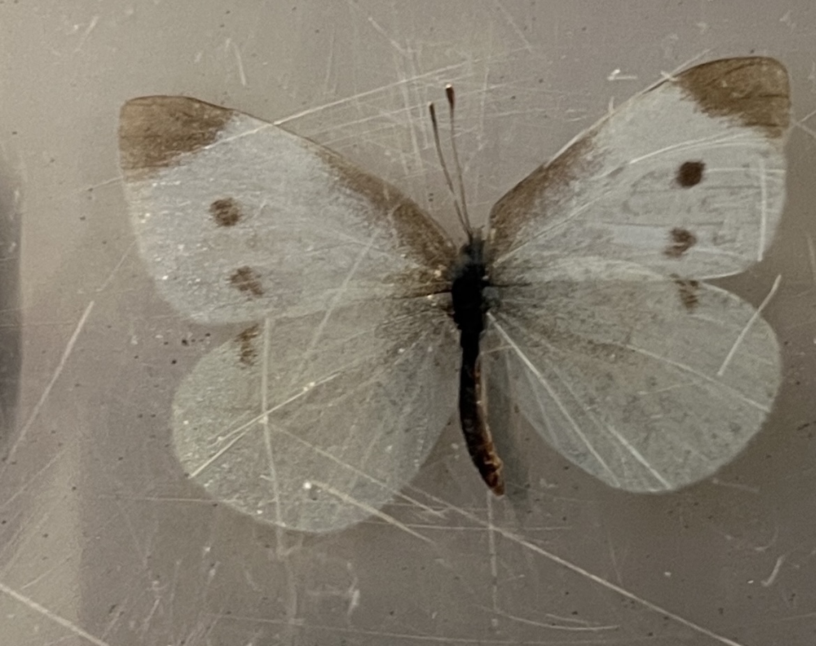 <p>What stage cabbage worm is this?</p>