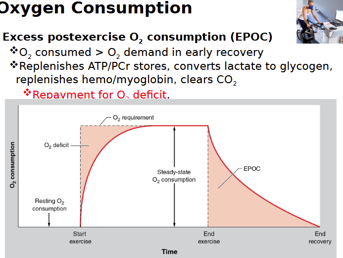 <ul><li><p>O2 consumed > O2 demand in early recovery </p></li><li><p>replenishes ATP/PCr stores, coverts lactate to glycogen, replenishes hemo/myoglobin, clears CO2 </p></li><li><p>REPAYMENT FOR O2 deficit </p></li></ul><p></p>