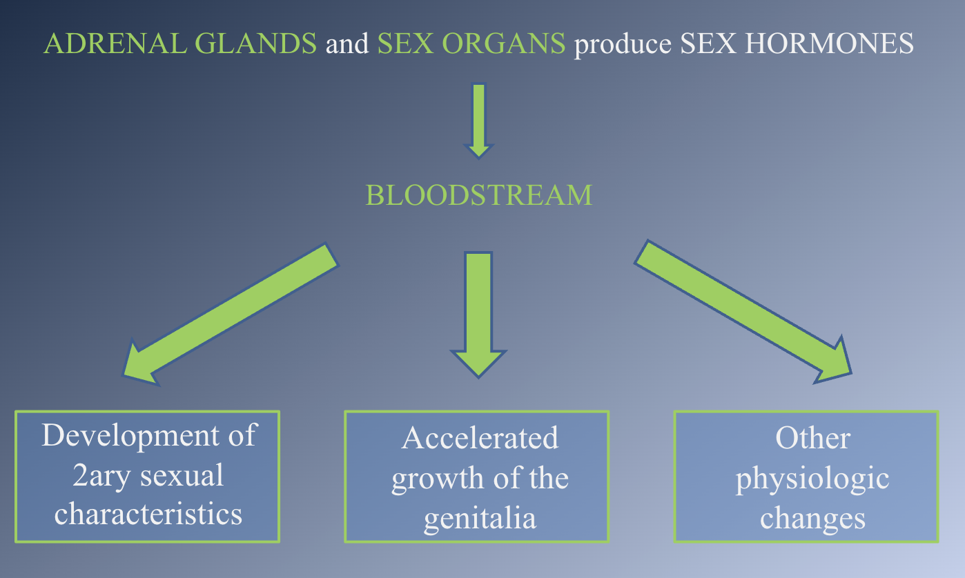 <p><span>- In every individual, a mixture of male and female sex hormones is produced.</span><br><span>- Balance of the competing male and female hormones.</span><br><span>- MALE</span><br><span>- Different cell types in the testes produce both testosterone and the female sex hormones.</span><br><span>- FEMALE</span><br><span>- Secretion of estrogen by the ovaries, and later progesterone.</span><br><span>- Testosterone is produced in the adrenal cortex</span></p>