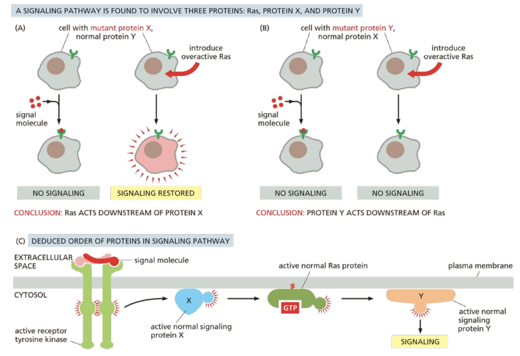 <p>Ex: if a pathway involved Ras, protein x, and protein y, <br>(a) In a cell with mutant protein X, if the introduction of overactive Ras restores signaling, you can conclude that Ras acts downstream of protein X</p><p>(b) In a cell with mutant protein Y, if the introduction of overactive Ras does nothing, you can conclude that protein Y acts downstream of Ras<br><br>Ex 2: You can deduce the order of proteins in a pathway</p>