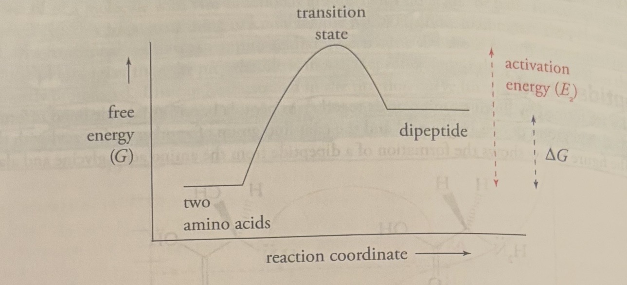 <p>Question: Thermodynamics states that free energy must decrease for a reaction to proceed spontaneously and that such a reaction will spontaneously move toward equilibrium. The diagram below shows the free energy changes during peptide bond formation. At equilibrium, which is the thermodynamicaly favored: the dipeptide or the individual amino acids? (diagram attached to flashcard). </p><p>answer: the individual amino acids</p>