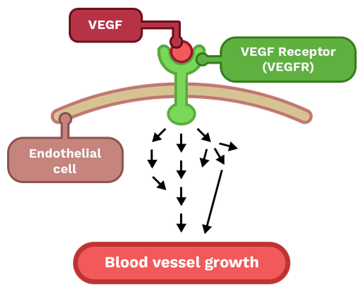 <p><strong>Factor de crecimiento endotelial vascular (VEGF)</strong></p>