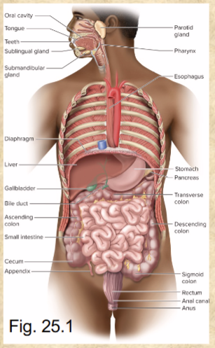 <p>mouth, pharynx, esophagus, stomach, small &amp; large intestines</p>
