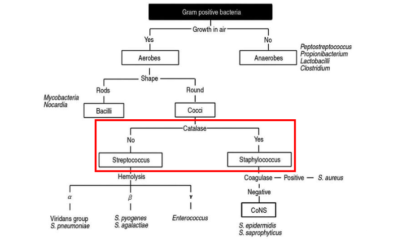 <p>- lecture focus on streptococcus and staphylococcus</p><p>- notice that all aerobes are cocci or bacilli</p><p>- then we have catalase and coagulase tests</p>