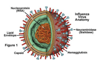 <p>influenza</p><p>lack capsid symmetry</p>