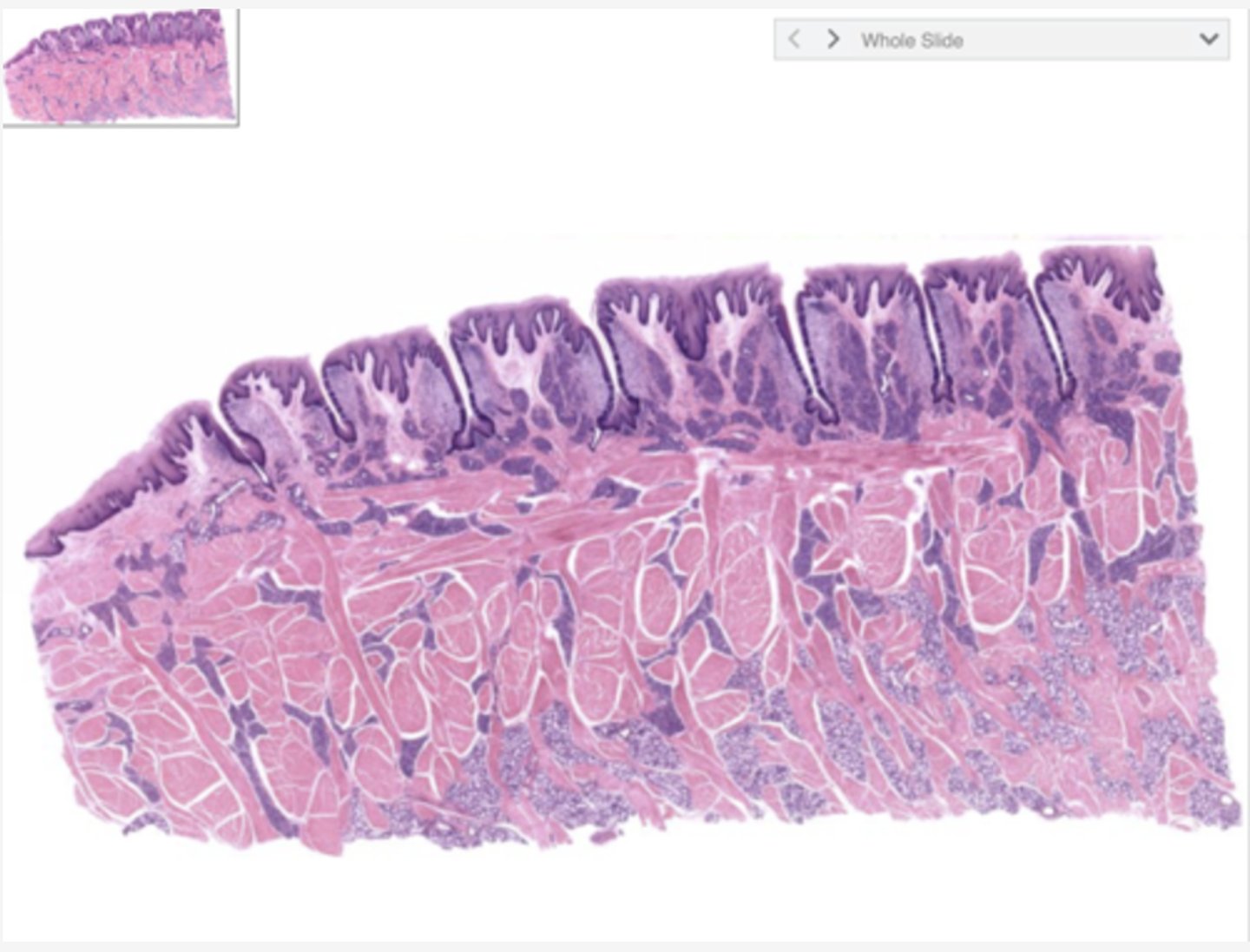 <p>Identify the organ</p>