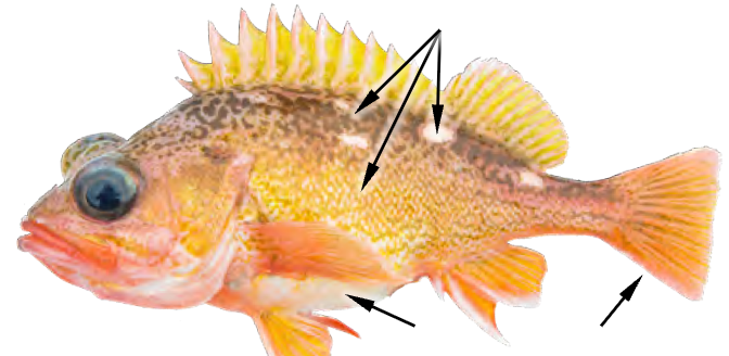 term image
