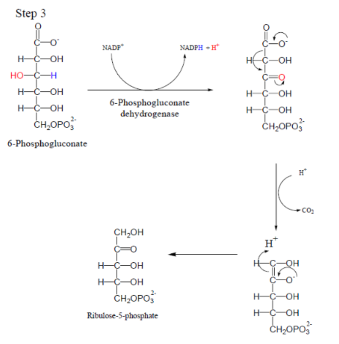 <p>What is the third step of the oxidative phase of the pentose phosphate pathway</p>