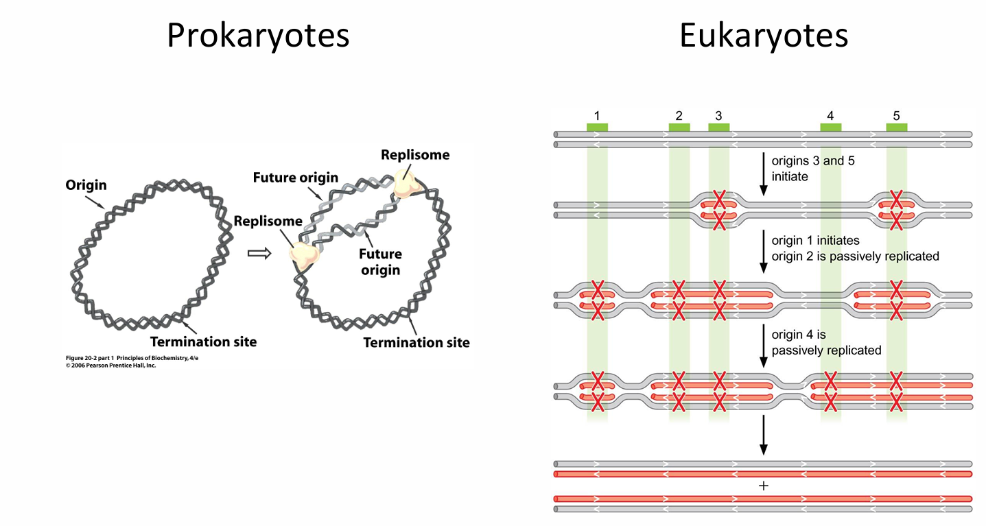 <p></p><table style="min-width: 161px;"><colgroup><col style="width: 111px;"><col style="min-width: 25px;"><col style="min-width: 25px;"></colgroup><tbody><tr><td colspan="1" rowspan="1" colwidth="111"><p></p></td><td colspan="1" rowspan="1"><p><strong><u>Prokaryotes</u></strong></p></td><td colspan="1" rowspan="1"><p><strong><u>Eukaryotes</u></strong></p></td></tr><tr><td colspan="1" rowspan="1" colwidth="111"><p>No of origins</p></td><td colspan="1" rowspan="1"><p>Single (<strong><em>OriC</em></strong>)</p></td><td colspan="1" rowspan="1"><p>Many</p></td></tr><tr><td colspan="1" rowspan="1" colwidth="111"><p>No of replicons</p></td><td colspan="1" rowspan="1"><p>Single</p></td><td colspan="1" rowspan="1"><p>Many</p></td></tr></tbody></table><p></p><p>In eukaryotes</p><ul><li><p>Origins fire in a staggered order - some are passively replicated by neighbouring forks</p></li></ul><p></p>