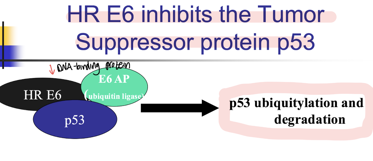 <p><strong><mark data-color="red" style="background-color: red; color: inherit;">Via p53 ubiquitylation and degradation</mark>, leading to cell cycle progression and <u>inhibition of apoptosis. </u></strong></p><p>• p53 is activated by stress to cells eg UV damage → signals for aptosis </p><p>• Levels of p53 are lower in HPV positive cells compared to normal cells</p>