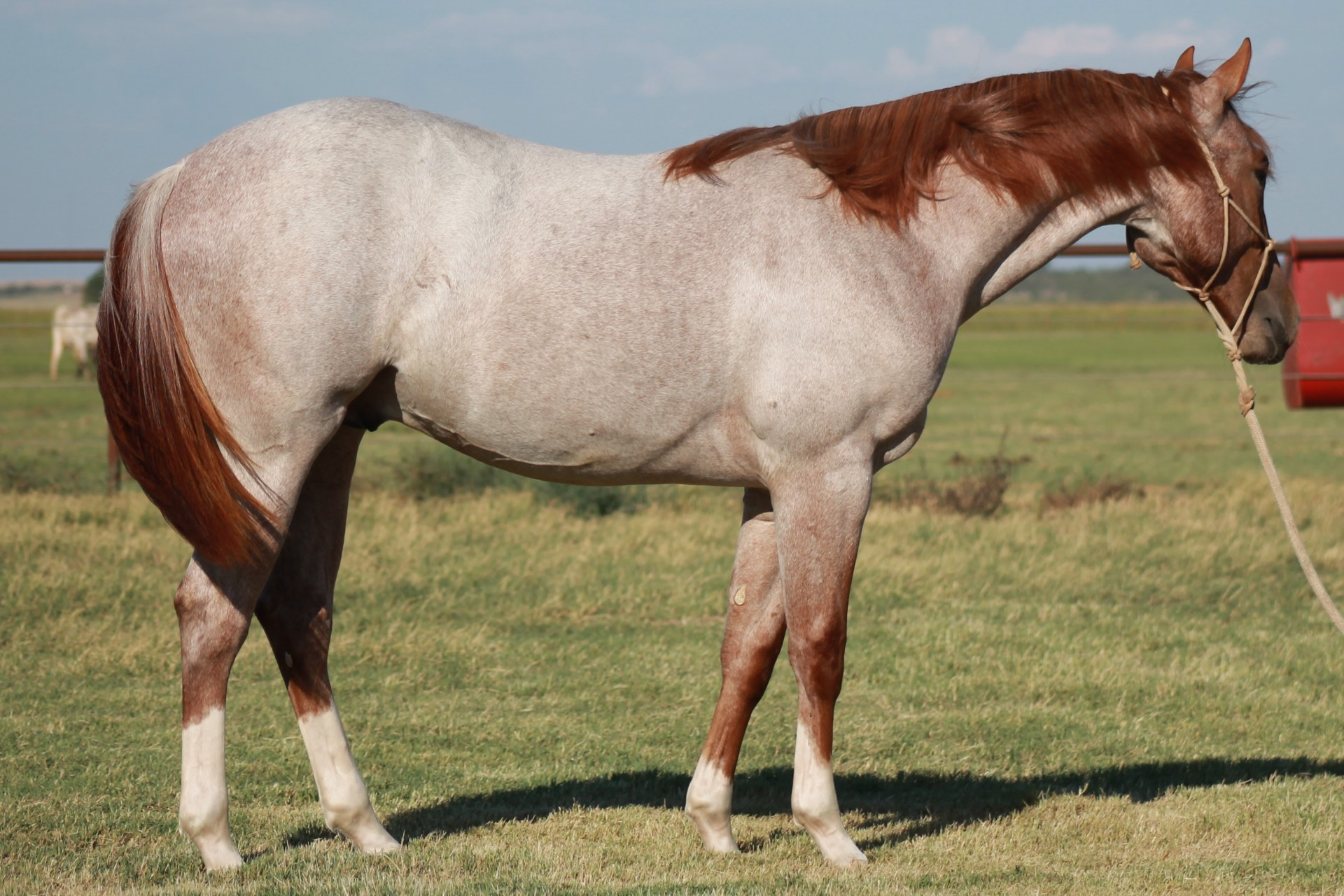 <p>red roan</p>