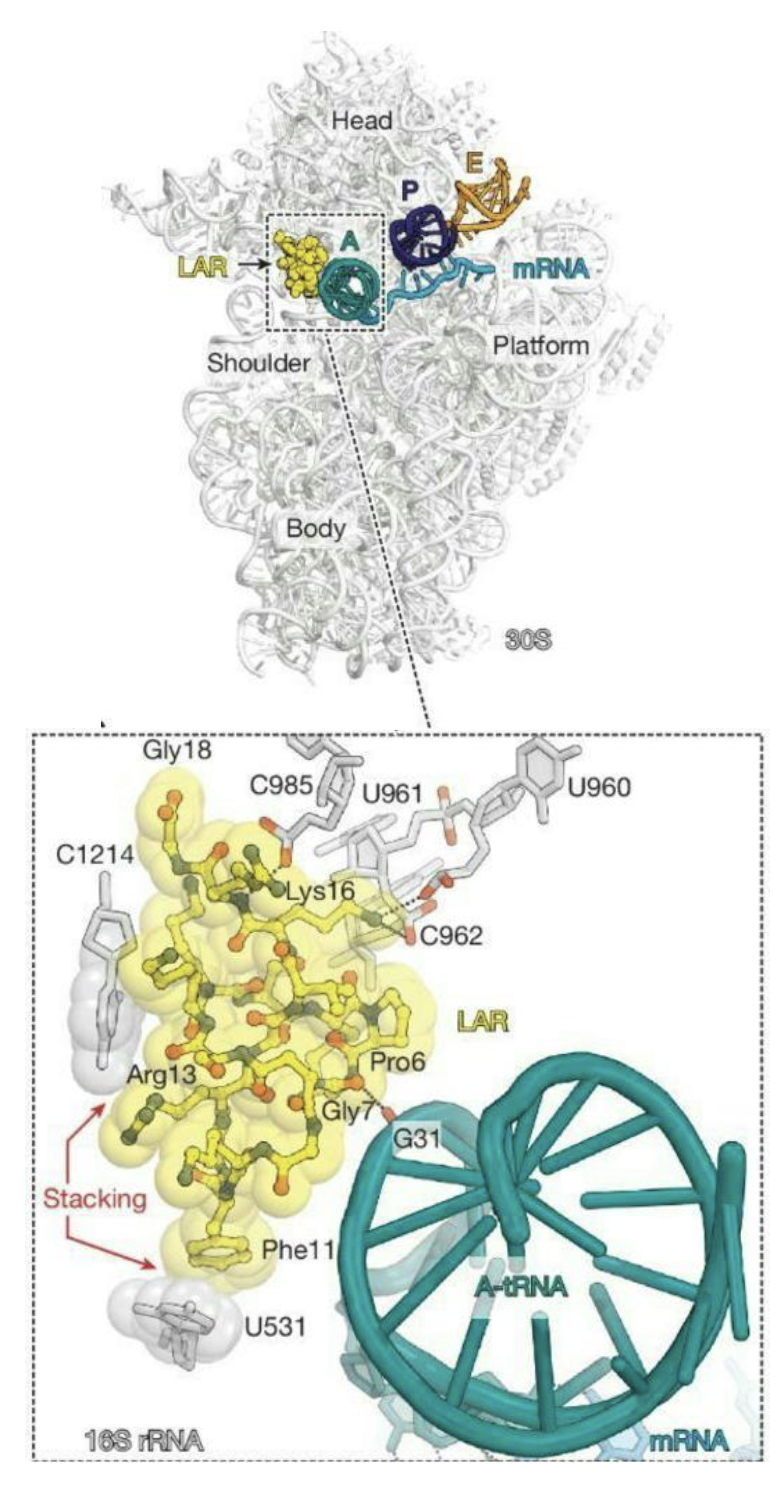 <p><strong>A broad-spectrum lasso peptide antibiotic targeting the bacterial ribosome</strong></p><ul><li><p>Lasso peptides (biologically active molecules with a distinct structurally constrained knotted fold</p></li><li><p>Lariocidin (LAR), a lasso peptide produced by <em>Paenibacillus</em> sp.</p></li><li><p>Represents the first in class of antibiotics that inhibit bacterial growth by binding to the ribosome resulting in mistranslation and interfering with protein biosynthesis by impairing translocation</p></li><li><p>Dual mechanism of action – binds to 16S rRNA and A-site tRNA</p></li><li><p>Mostly insensitive to mutations or enzymatic resistance mechanisms that cause high levels of resistance to other antibiotics that target the ribosome</p></li><li><p>Lack of cytotoxicity</p></li><li><p>Demonstrated efficacy in an animal model of A. <em>baumannii</em> infection</p></li></ul><p></p>
