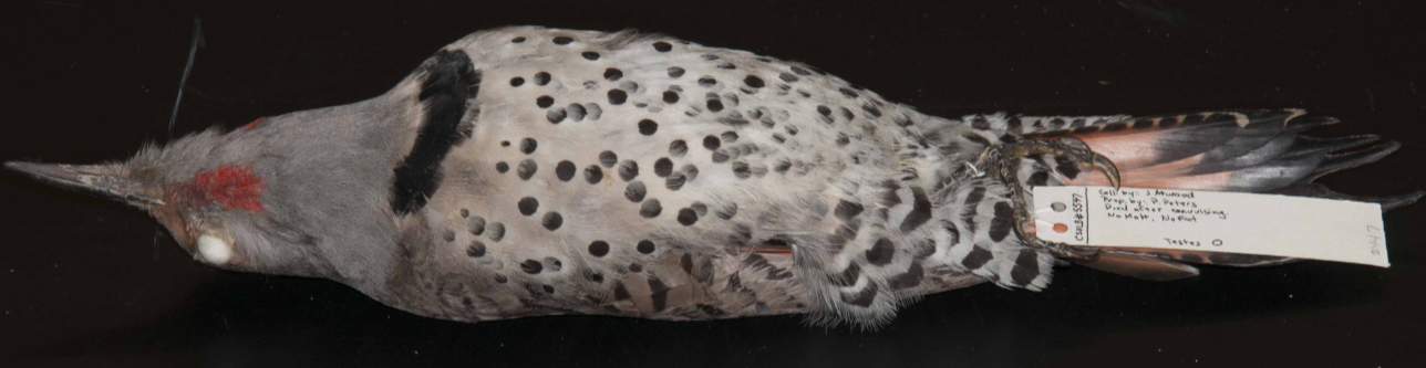 <p>Northern Flicker</p>