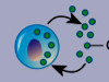 <p>What signaling pathway is this cell using?</p>