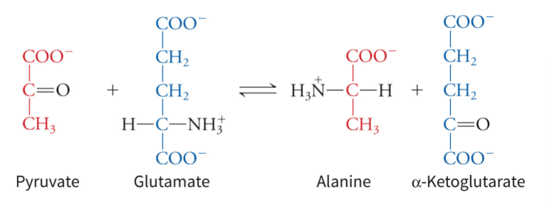 <p>alpha-ketoglutarate and it is likely to happen during exercise - being converted into TCA intermediates provides both fuel to run (acetyl-CoA), and by replenishing (anaplerosis) the necessary components to keep it turning when intermediates are removed for other metabolic pathways </p>