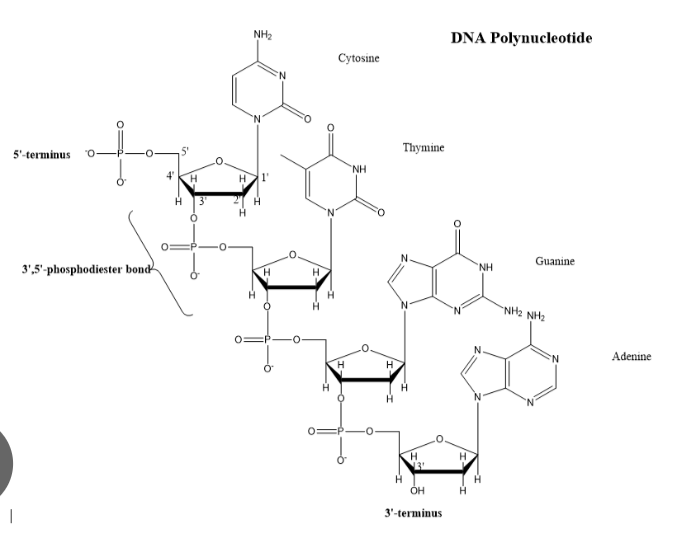 <p>what is it called when it is a polymer of many nucleotides </p>