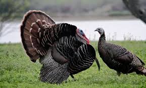 <p>Wild Turkey</p>