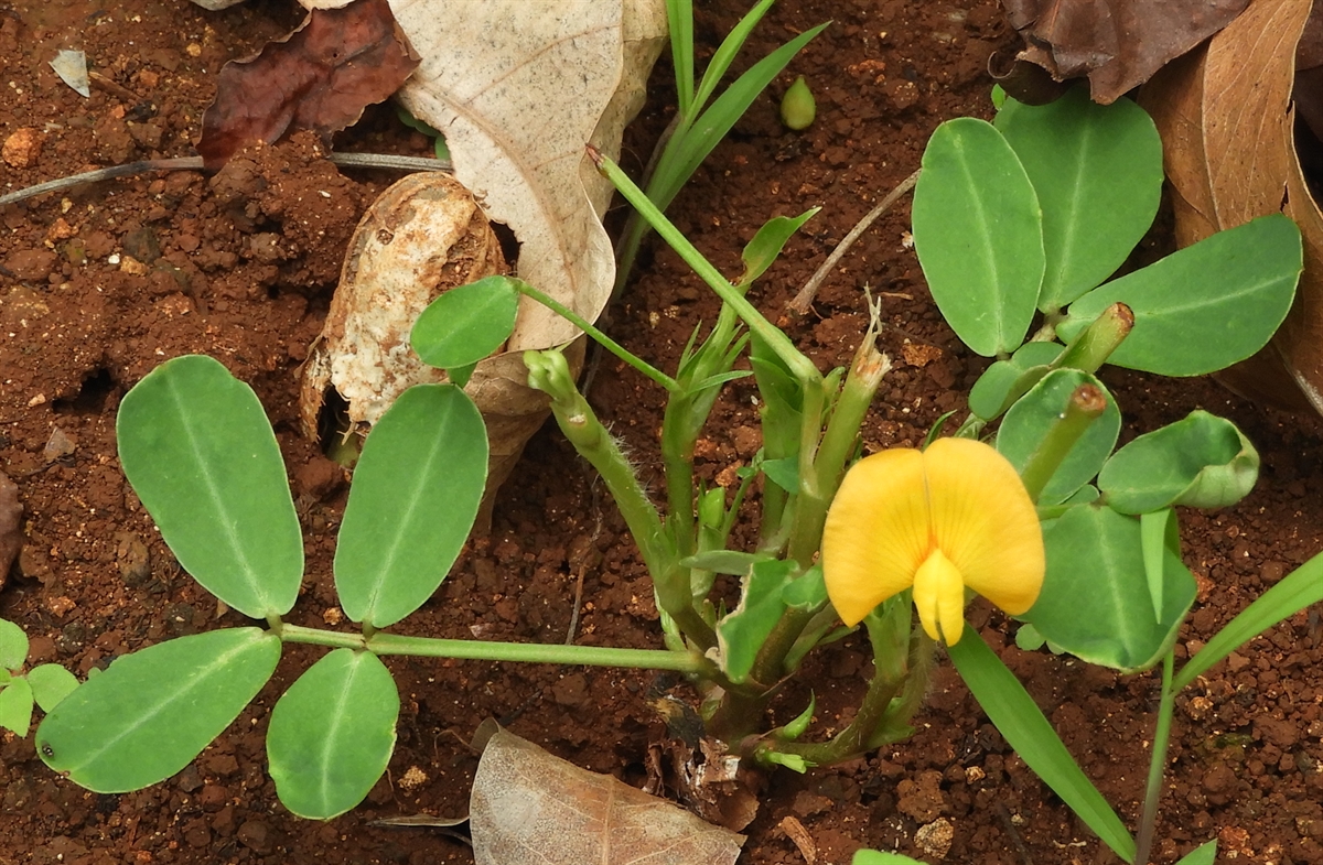 <p><strong>Common Name</strong>: <span style="background-color: transparent; font-family: "Helvetica Neue", sans-serif;">Peanut, mani</span></p><p><strong>Parts Used</strong>: <span style="background-color: transparent; font-family: "Helvetica Neue", sans-serif;">Seed/kernel</span></p><p><span style="background-color: transparent; font-family: "Helvetica Neue", sans-serif;"><strong>Pharmaceutical Use/s</strong>: <strong><u>Vehicle</u></strong>, emollient</span></p><p><strong>Use/s</strong>: <span style="background-color: transparent; font-family: "Helvetica Neue", sans-serif;">Antioxidant, source of vitamin E; oil (confectionary preparations)</span></p><p><strong>Major Metabolites</strong>: Fixed oils, stilbenes, isoflavonoid, phenolic acids</p>