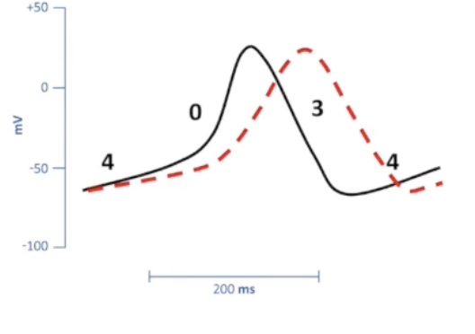 <ul><li><p>Influence SA and AV nodes</p></li><li><p><strong>Affect transition from phase 4 to phase 0 of slow AP</strong></p></li><li><p>Depress automaticity</p></li><li><p>Slow heart rate</p></li><li><p>Decrease contractility</p></li><li><p>Diltiazem, verapamil</p></li></ul><p></p>