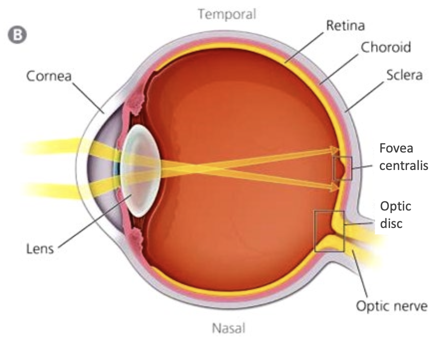 <p>Optical Component</p><ul><li><p>focuses light onto receptor cells</p></li></ul><p>Neuron Component</p><ul><li><p>transforms light stimulus to graded potentials and action potentials</p></li></ul><p></p>