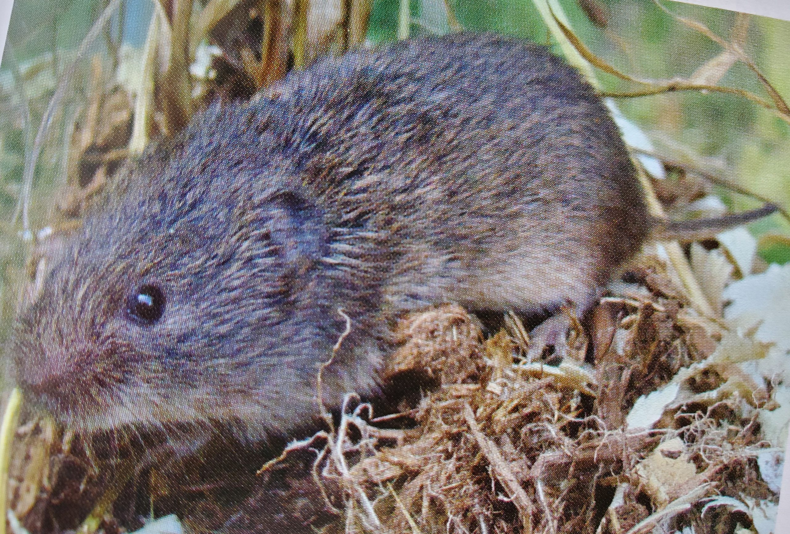 <p>what species is this </p>