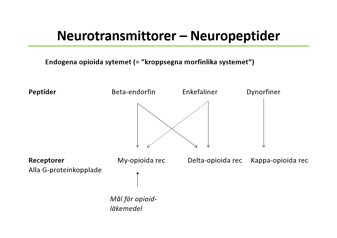 <p>Neurotransmittorer - Peptider<br>Neuropeptider <br>Endogenona opioida peptider = kroppsegna morinlika substanser<br>Peptid → Receptor<br><br>Ingen fråga!</p>