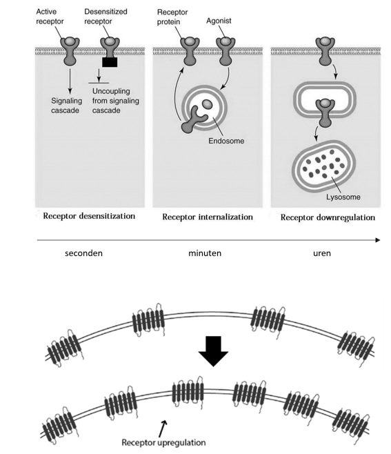 <ul><li><p><u>Desensitisatie, internalisatie, downregulatie</u></p><ul><li><p>bij <strong>langdurige activatie</strong> van receptoren → verminderde cellulaire respons: homeostatische respons, cellen passen zich aan om zich te beschermen</p></li><li><p><em>vb. gewenning aan opioïden: meer & meer nodig voor zelfde effect, receptoren gedesensibiliseerd</em></p></li></ul></li><li><p><u>Upregulate & supersensitiviteit</u></p><ul><li><p>bij <strong>gebrek aan activatie</strong> van receptoren (door tekort endogene agonist of langdurige toediening van antagonist)</p></li><li><p><em>vb. </em><span><em><span>DA supersensitiviteit bij langdurige behandeling met conventionele antipsychotica (D2 receptor antagonisten) → tardieve dyskinesiën (tics)</span></em></span></p></li></ul></li></ul><p></p>