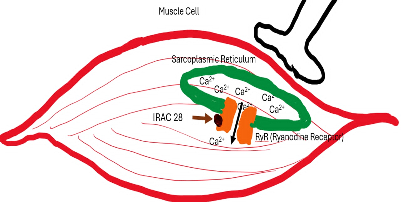 <p>IRAC Group 28</p><p>Target site: Ryanodine receptor (RyR) on the sarcoplasmic reticulum of muscle cells</p><p>Class: Diamides</p><p>Active constituent: Chlorantraniliprole</p><p></p><ul><li><p>Diamides bind to the RyR and hold it open. </p></li><li><p>Ca²⁺ continuously leaks from the sarcoplasmic reticulum into the sarcoplasm/cytoplasm. </p></li><li><p>This causes uncontrolled muscle contraction. </p></li><li><p>Calcium stores in the sarcoplasmic reticulum become depleted. </p></li><li><p>The muscle can no longer contract properly. </p></li><li><p>Flaccid Paralysis → death</p></li></ul><p></p>