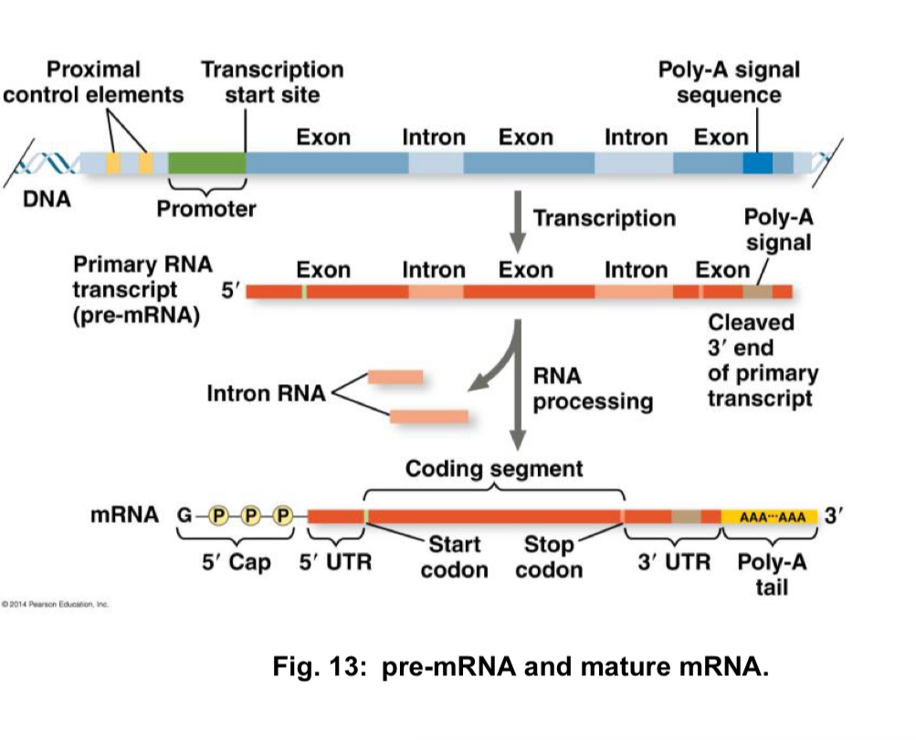 <p>consists of </p><ol><li><p>5’ cap </p></li><li><p>5’ UTR (untranslated region)</p></li></ol><ul><li><p>additional sequence at the 5’ end preceding the start codon and does not code for protein </p></li></ul><ol start="3"><li><p>protein-coding region </p></li></ol><ul><li><p>consists of a series of codons representing the amino acid sequence of the protein, starting with the start codon (AUG) and ending with a stop codon (UAA, UAG, UGA) </p></li></ul><ol start="4"><li><p>3’ UTR: sequence following the stop codon and does not code for protein </p></li><li><p>3’ poly A tail </p></li></ol><p></p><p>note: almost all pre-mRNA transcripts in eukaryotes undergo post-transcriptional modifications. </p><ul><li><p>pre-mRNA transcribed from one gene can be processed in more than one way, leading to the formation of <strong>different mature mRNAs, </strong>each containing a<strong> different combination of exons</strong> = enables the<strong> synthesis of different polypeptides from a single gene </strong></p></li></ul><p></p>