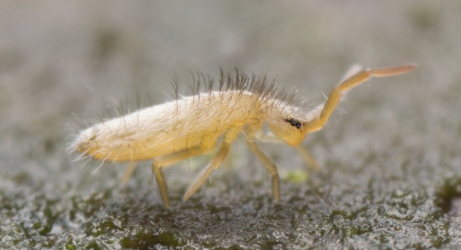 <p>What is the name of this bug?</p>