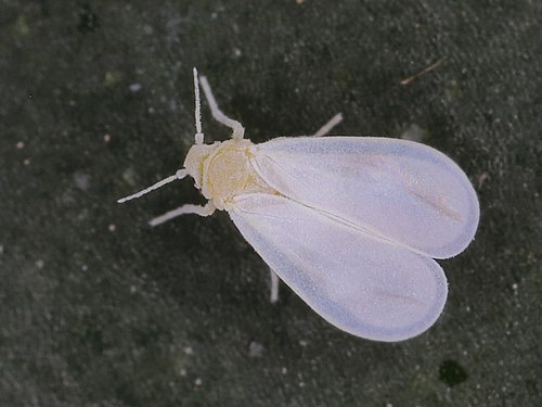 <ol><li><p>Whitefly</p></li><li><p>Homoptera</p></li></ol><p></p>