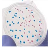 <p>Which color is E.coli, which is Coliform</p>