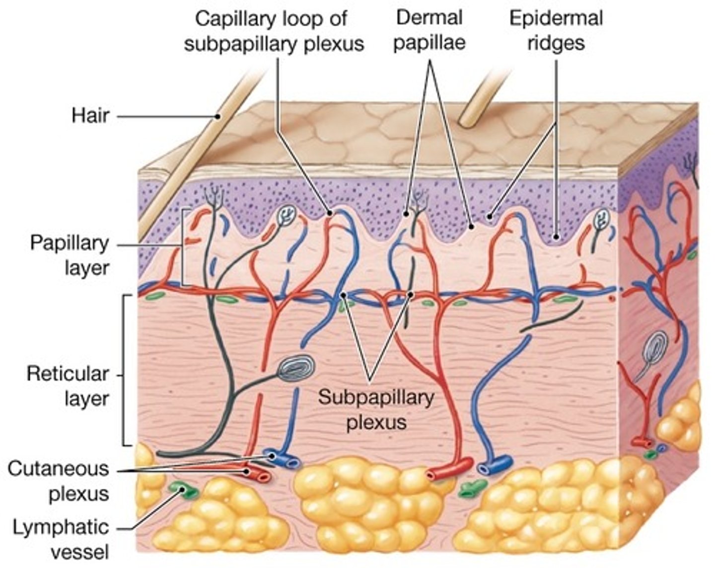 <p>Thin superficial dermis; dermal papillae; locks epidermis</p>