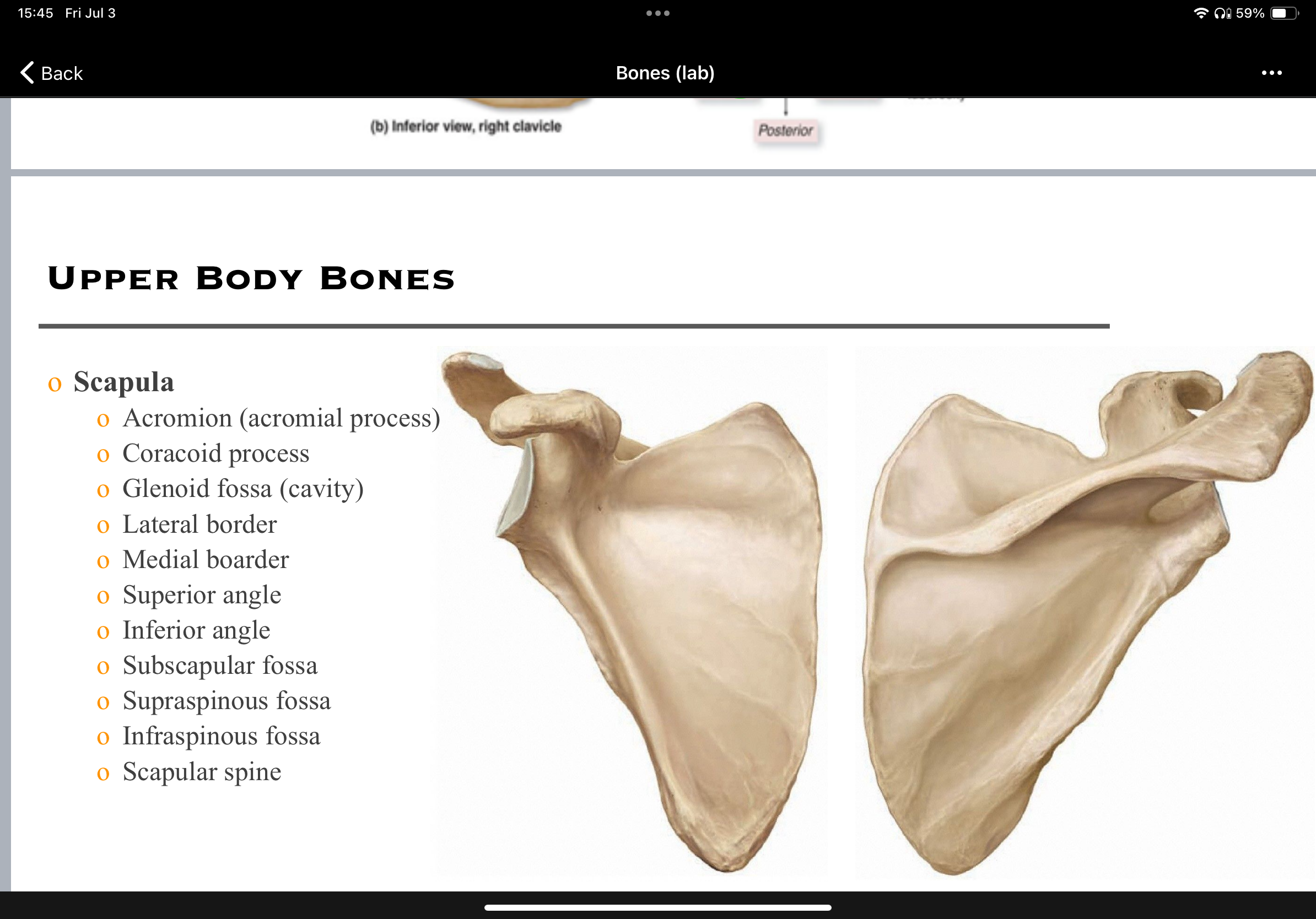 <p>point the term toward the part of the scapula</p>