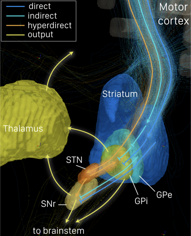 <p>control mechanism for cognitive, emotional, and motor activity</p><ul><li><p>components in the telencephalon (cerebrum), midbrain, and diencephalon</p></li><li><p>lesion: disorders of movement (PD, hemiballismus, resting tremor, dystonia), OCD, Tourette’s, dementia </p></li></ul><p></p>