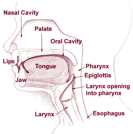 <p>3 parts of the vocal tract</p>