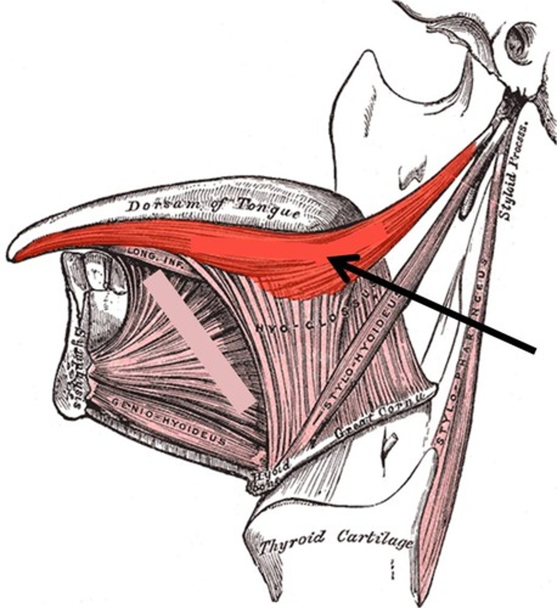 <p>Origin: styloid process</p><p>Insertion: sides of tongue</p><p>Action: elevates and retracts tongue</p>