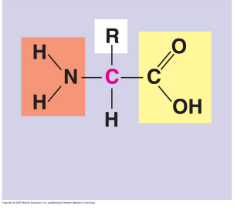 <p><span style="background-color: transparent; font-family: "Times New Roman", serif;">Amino acids</span></p>